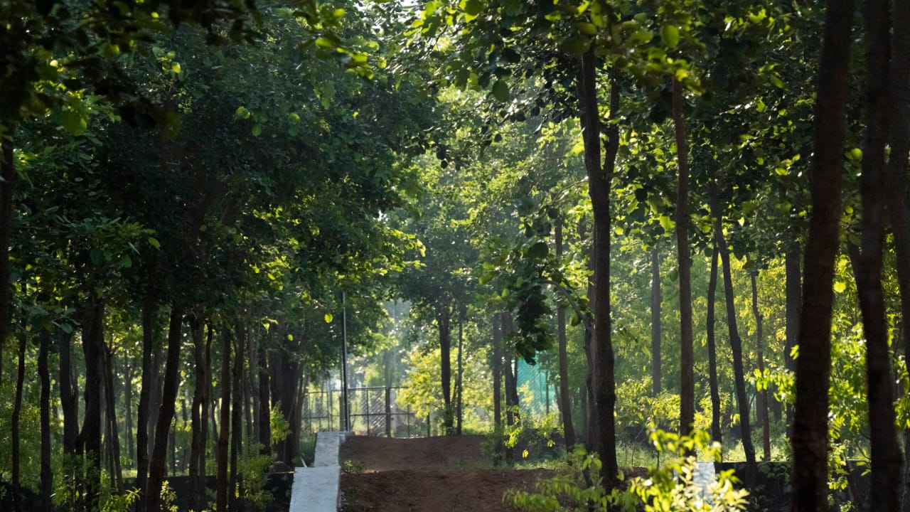 India's Super Fast Agro Forest. A Model for the World - Tell My Story