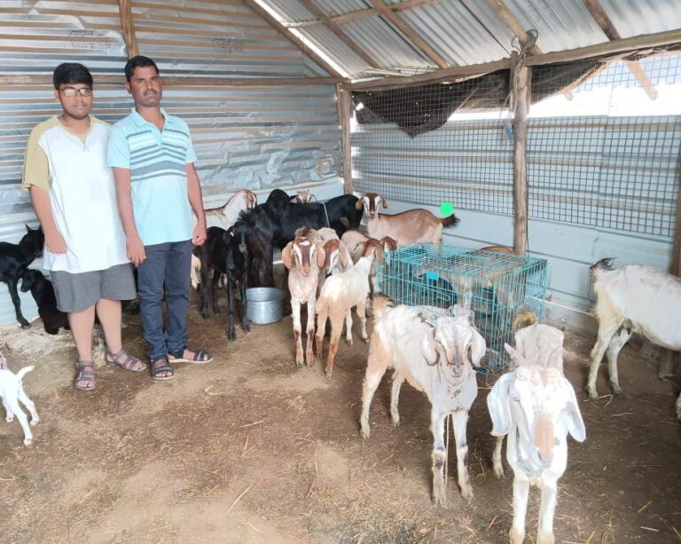 Slaughter Goats Safe in Sanctuary. A Teacher’s Change of Heart