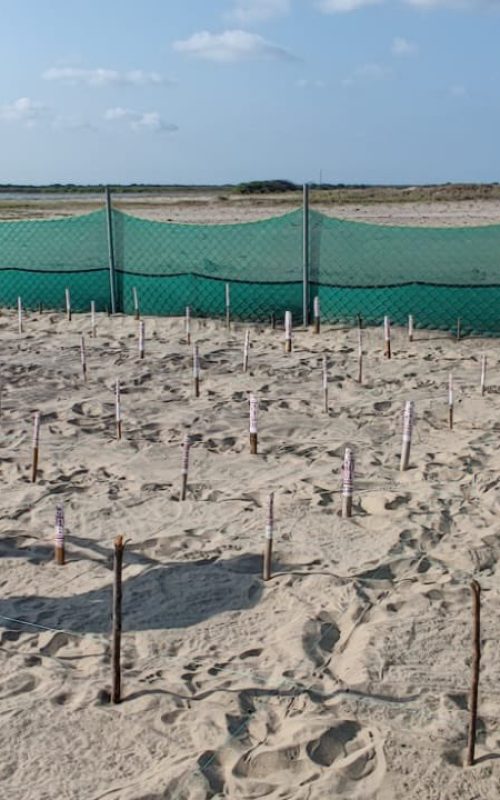 20240317_193734 Tamil Nadu is pioneering climate challenge resilient initiatives at Olive Ridley hatcheries across its coast,
