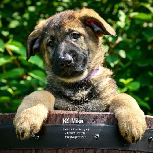 FB_IMG_1689434069083 Mika's biological father Bagio had served the Streetsboro Police Department 20 years ago. His then Officer Joshua Mikatarian loved him so much that he wanted Bagio for another generation and had preserved the canine's sperm. Pic courtesy: David Sands Photography.
